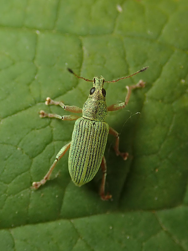 Curculionidae: Polydrusus sericeus ? P. formosus (= sericeus)